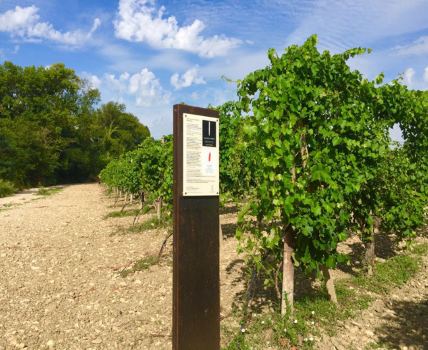 The vineyard and the Oasis