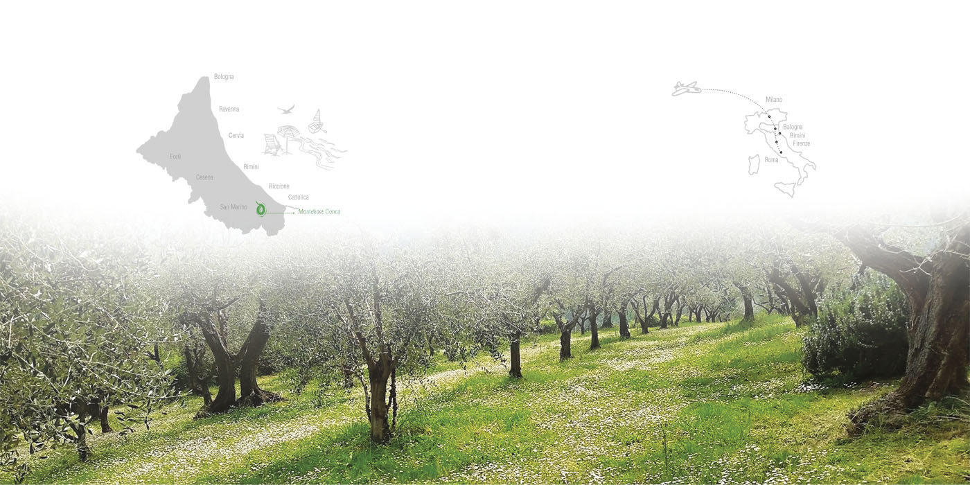 Uliveto a Montefiore Conca in Romagna