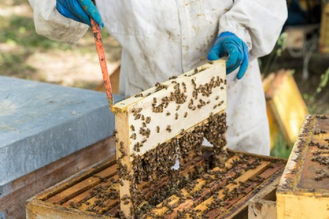 honig bienen