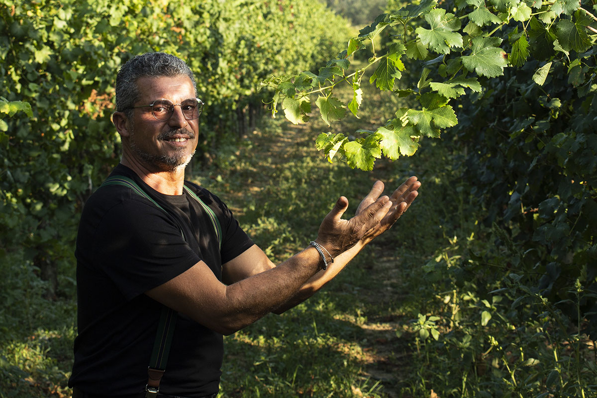 La vendemmia