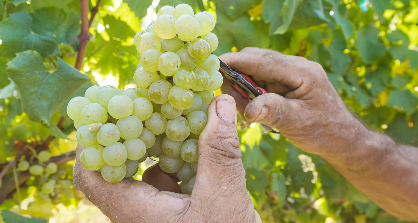 wine tasting experience the local wines